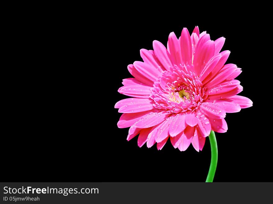 Gerbera flower