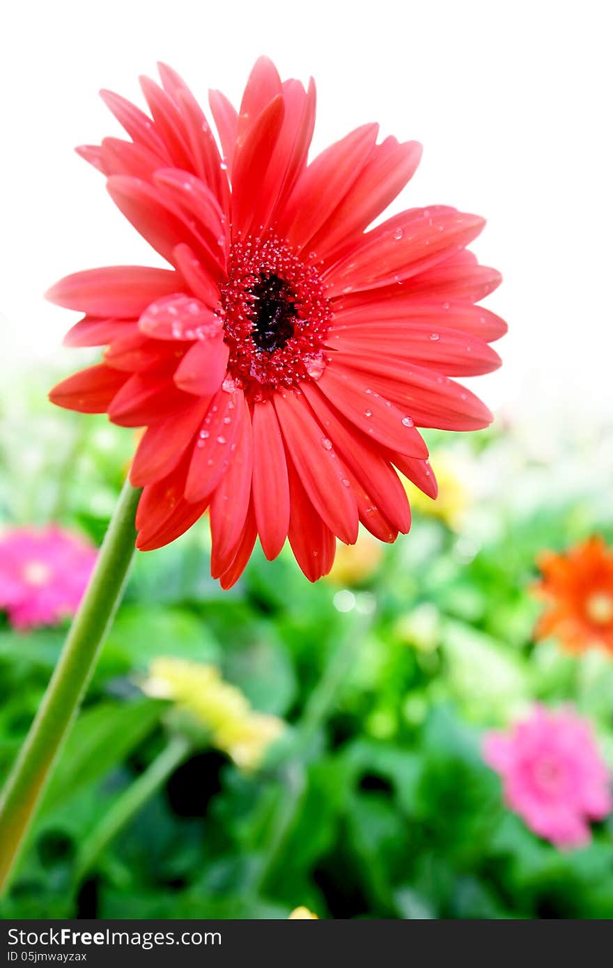 Red gerbera flower