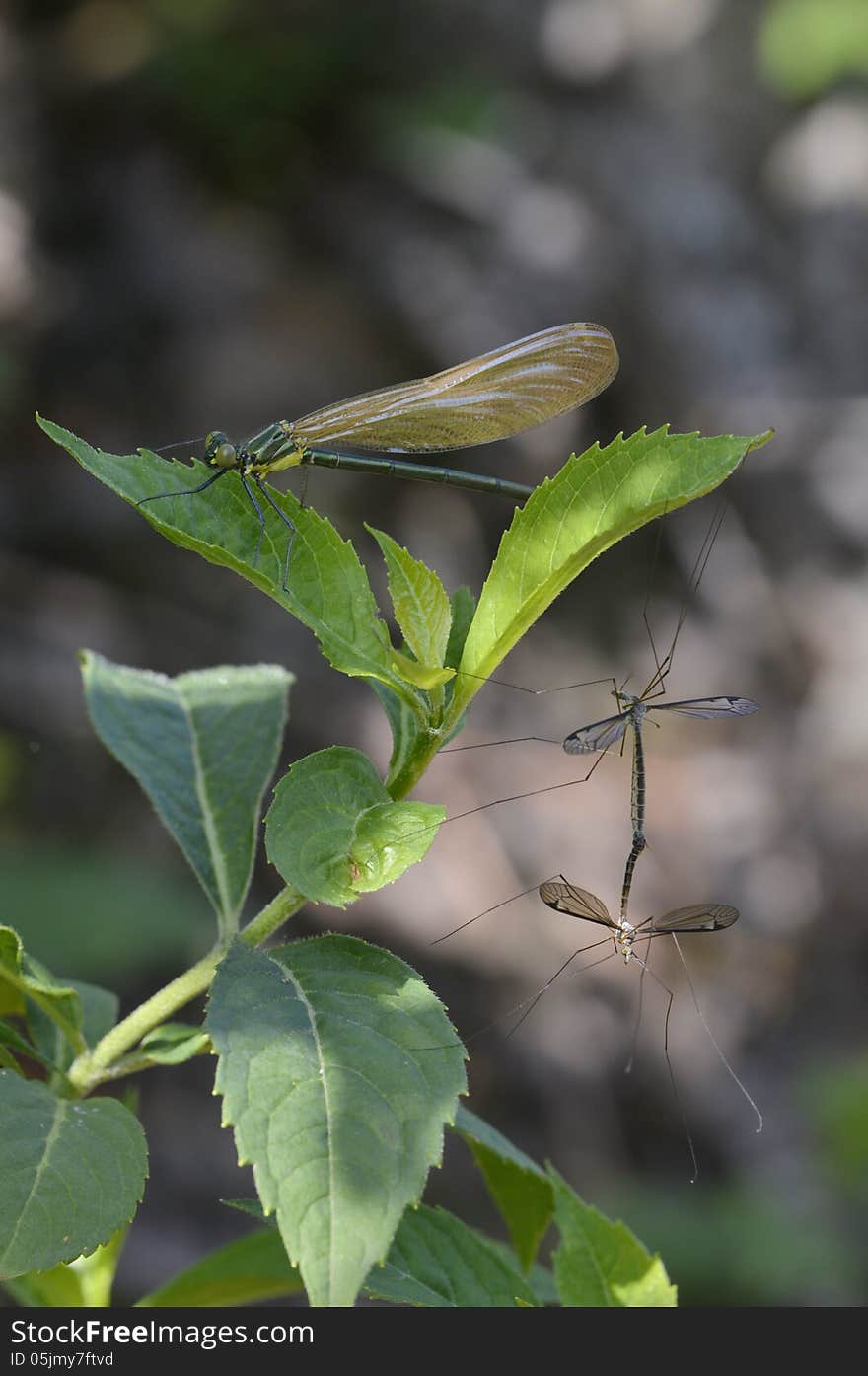 A dragonfly and two big mosquito have a party on a tree grass. A dragonfly and two big mosquito have a party on a tree grass.