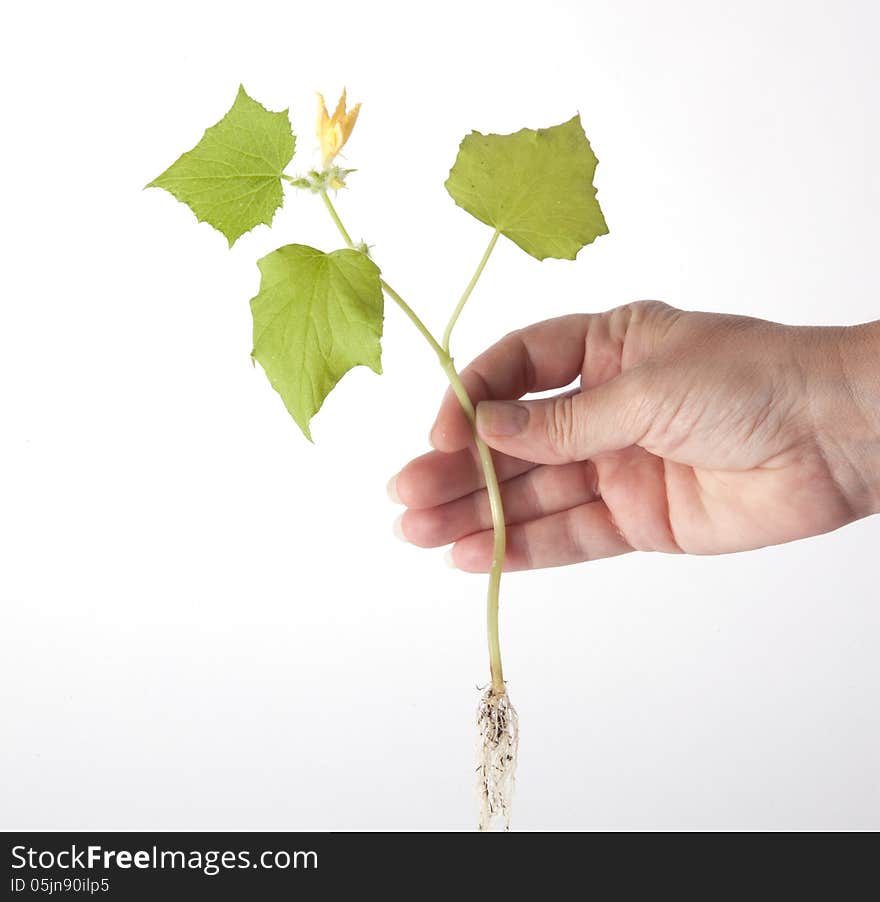 Hand Holding A Wildflower