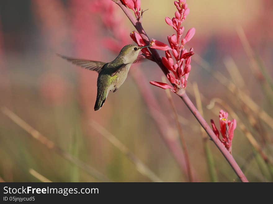 Hummingbird sweet delight