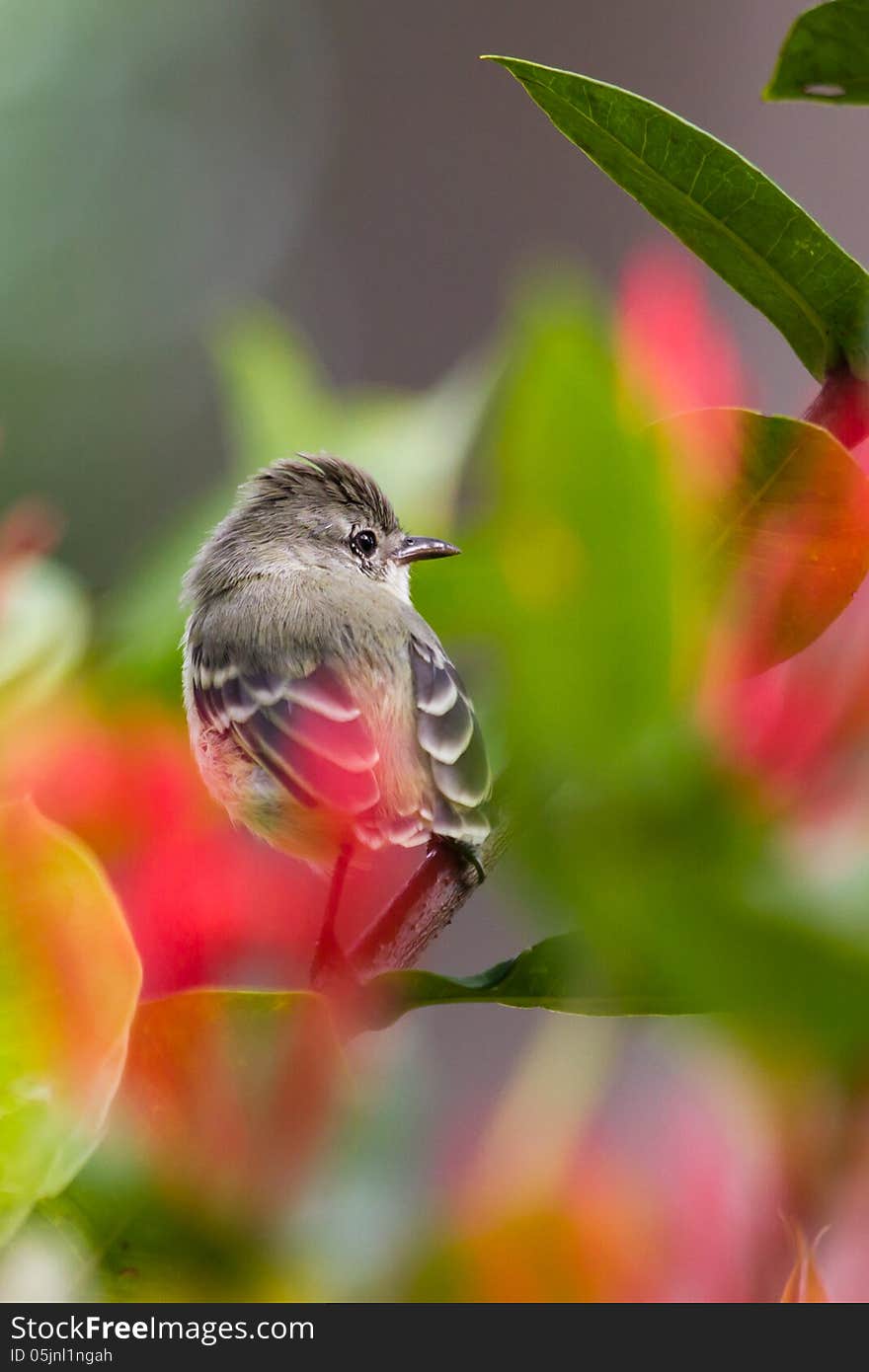 Southern Beardless Tyrannulet between the leaves and flowers of the Ixora bush