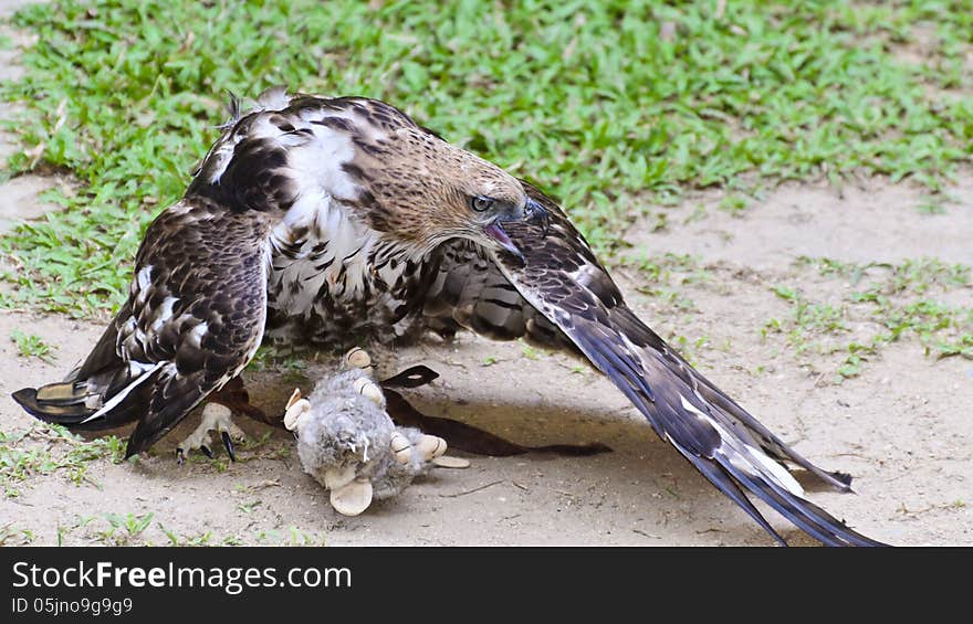 Changeable Hawk Eagle (Nisaetus limnaeetus) , While practicing a stuffed rodent prey, 16:9 widescreen. Changeable Hawk Eagle (Nisaetus limnaeetus) , While practicing a stuffed rodent prey, 16:9 widescreen