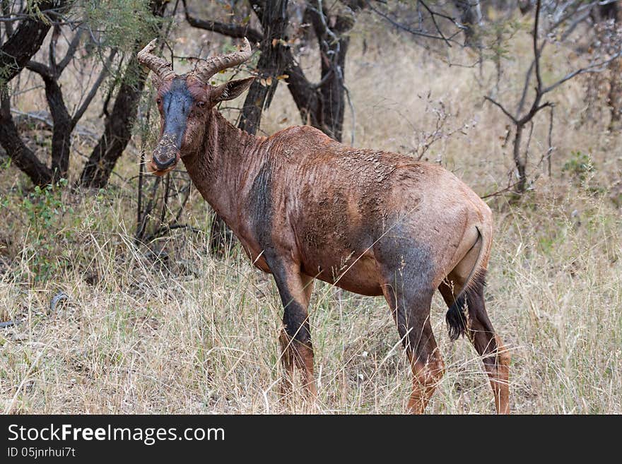 Tsessebe in Marakele NP - South Africa