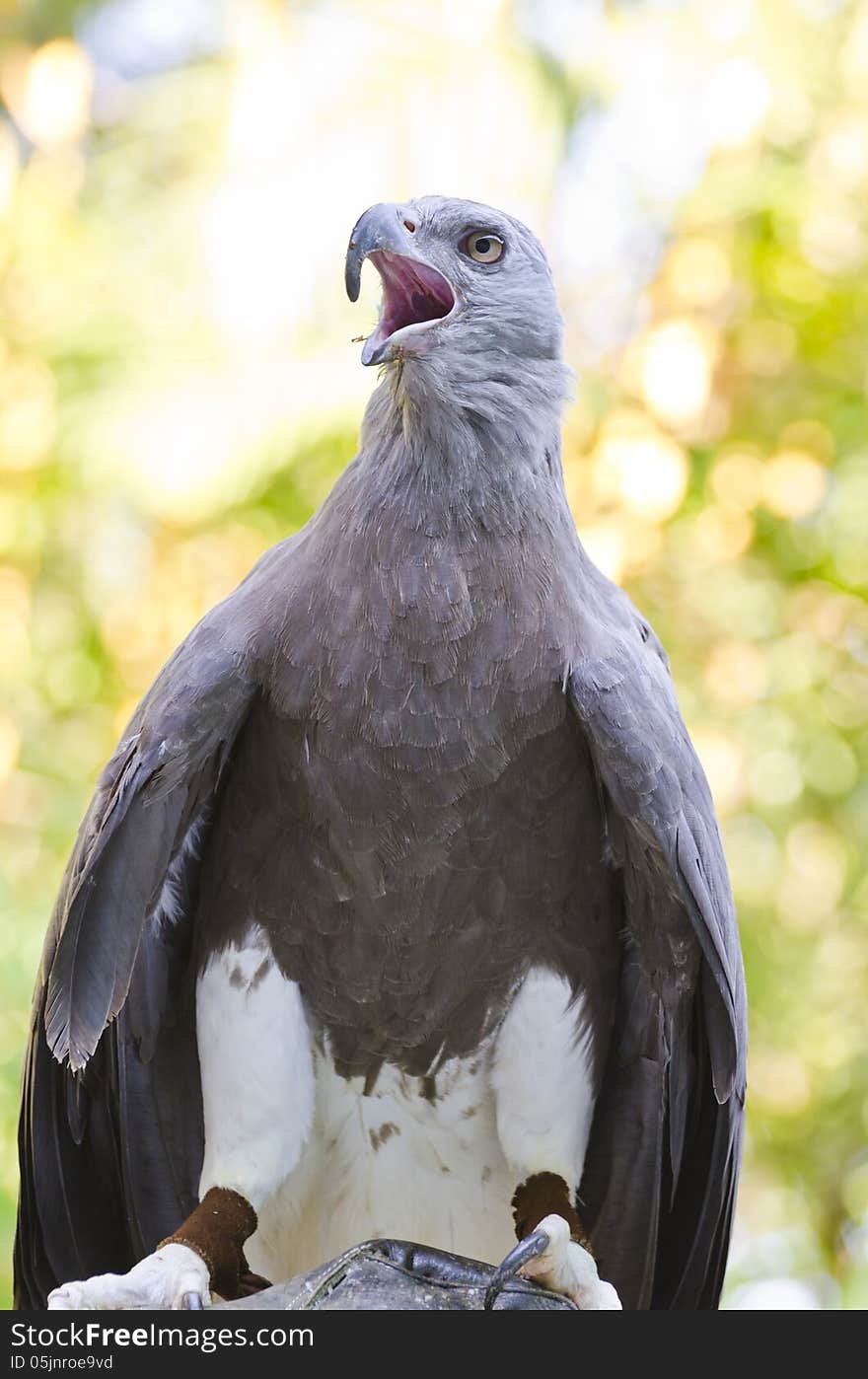 Lesser Fish Eagle ( Ichthyophaga humili ) bird hunters waiting time to hunt. Lesser Fish Eagle ( Ichthyophaga humili ) bird hunters waiting time to hunt