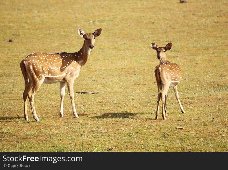 Mother deer with his baby in forest , were looking towards wildlife passengers. Mother deer with his baby in forest , were looking towards wildlife passengers