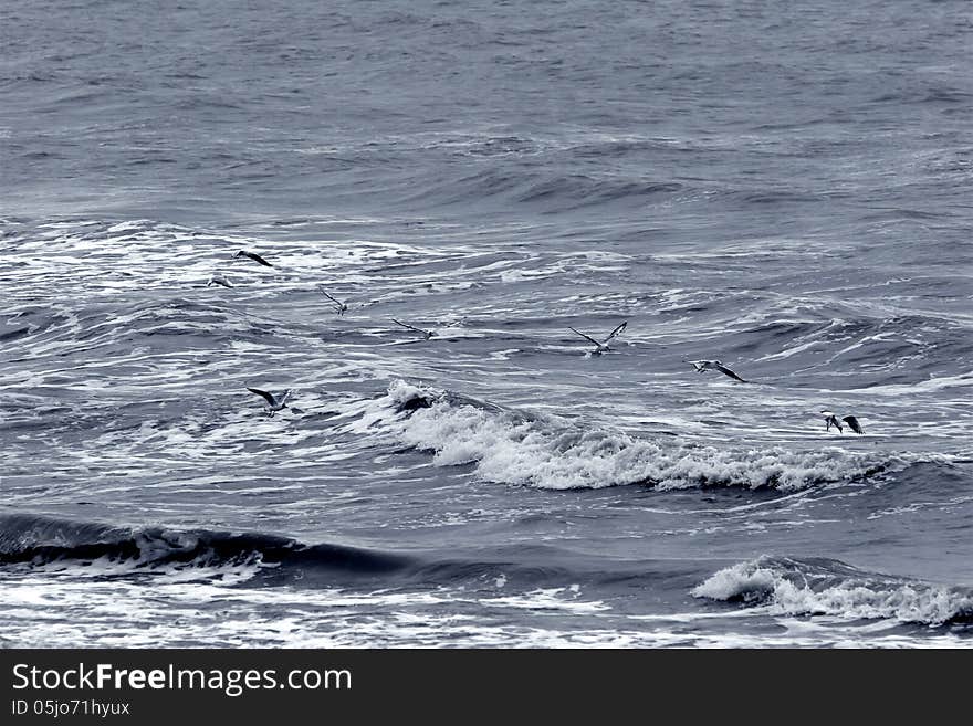 Flock of seagulls over the sea