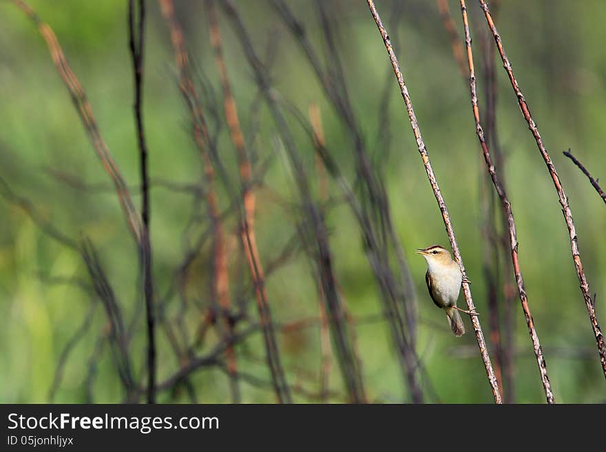 Photographed the co-reed warbler which hold onto the branch in highlands near Mount Fuji in Japan. Photographed the co-reed warbler which hold onto the branch in highlands near Mount Fuji in Japan.