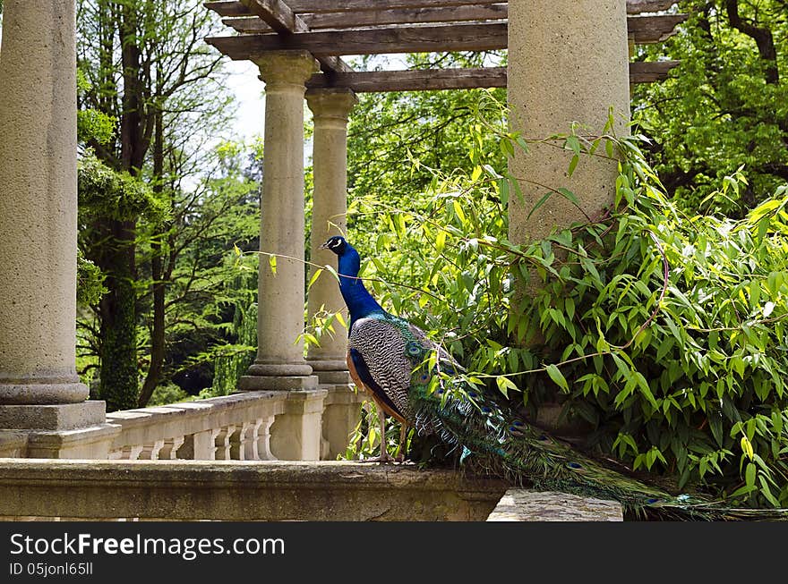 Peocock in a stately manor garden. Peocock in a stately manor garden.