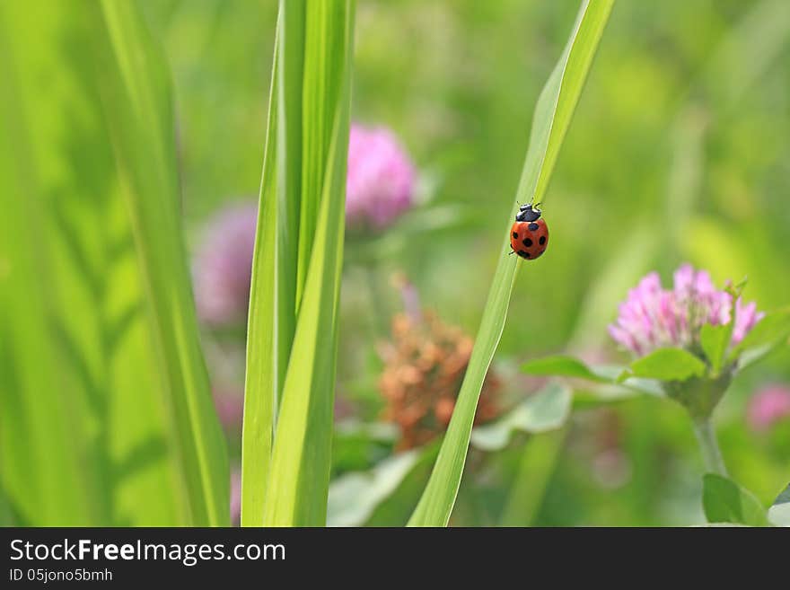 Ladybug On Grass