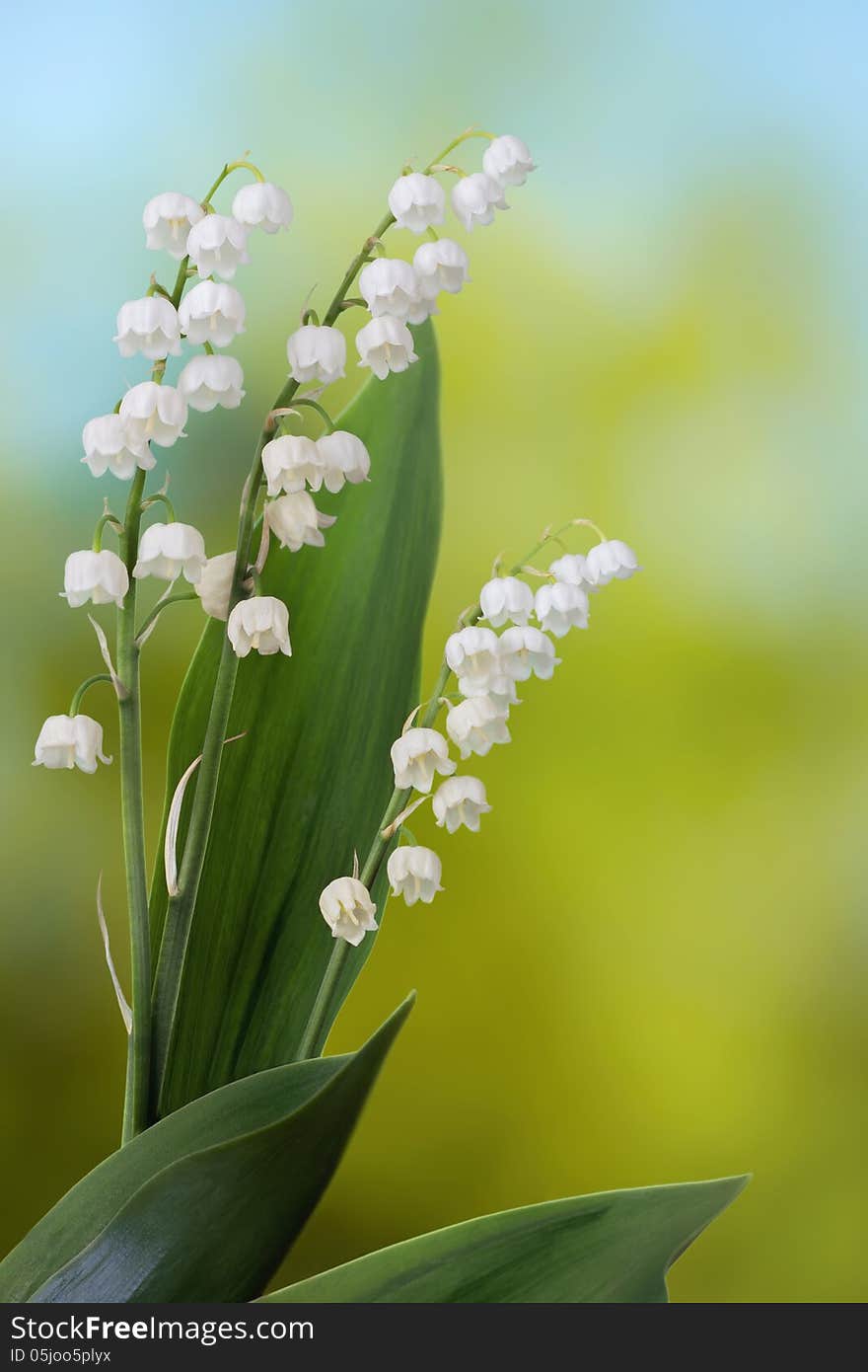 Lily of the valley on green and blue background