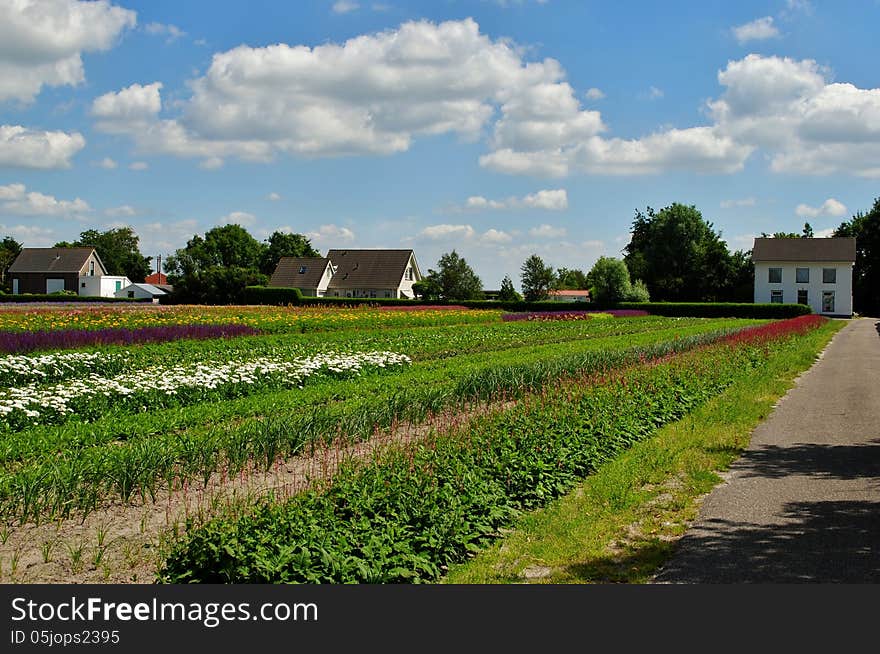 Dutch countryside