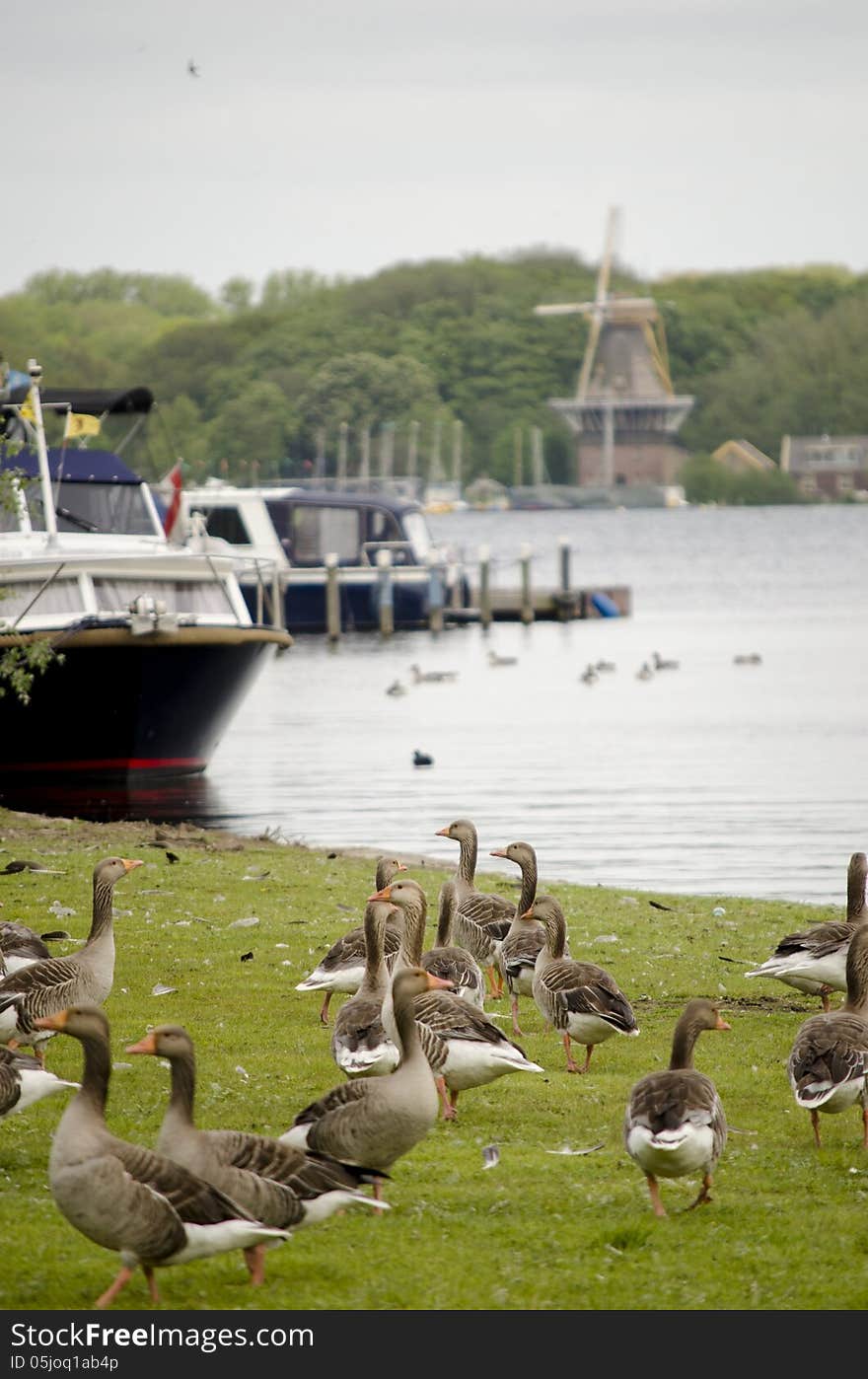 Ducks next to a lake