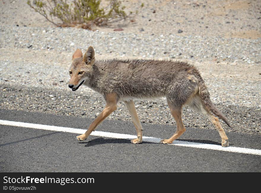 Coyote in Death Valley, California, USA