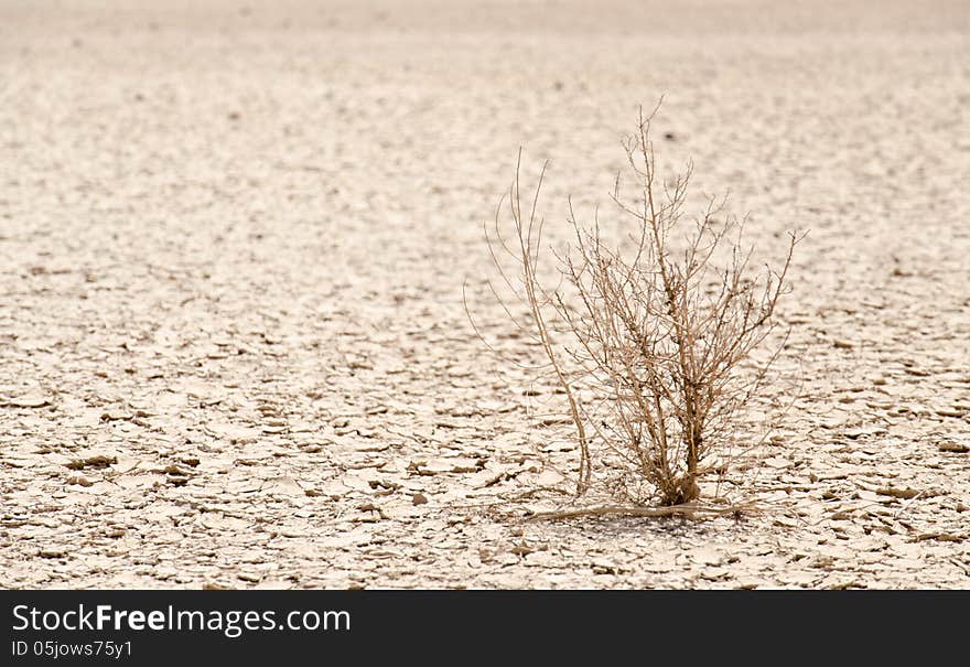 Mojave desert in USA , California