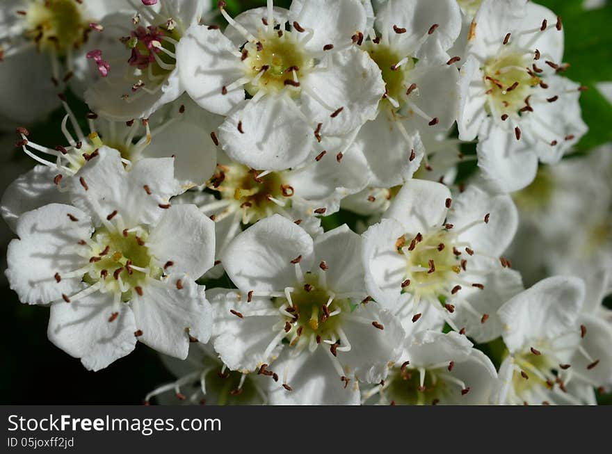 Close up shot - Howthorn flowers background, full frame