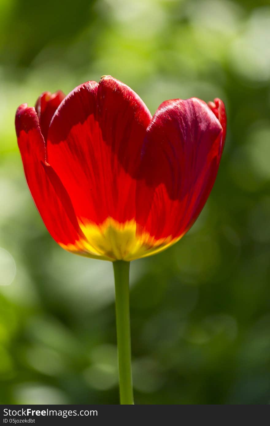 Red flower growing on a green meadow. Red flower growing on a green meadow