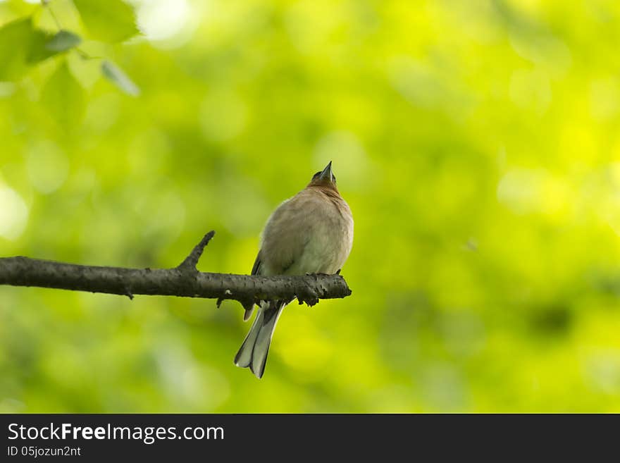 Bird on a branch