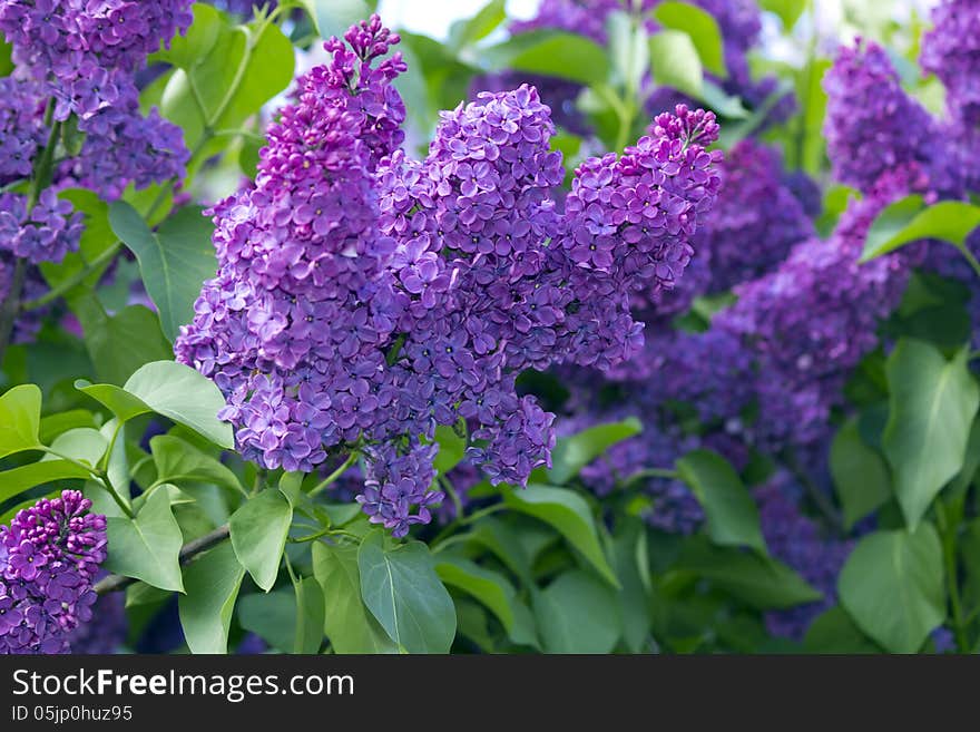 Lilacs bloomed in early summer greens