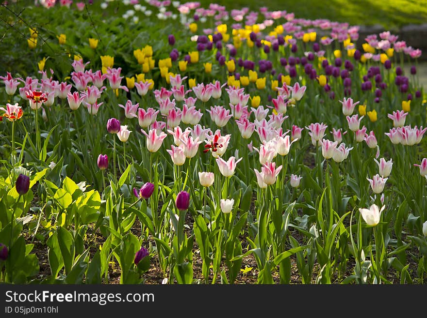 Tulips