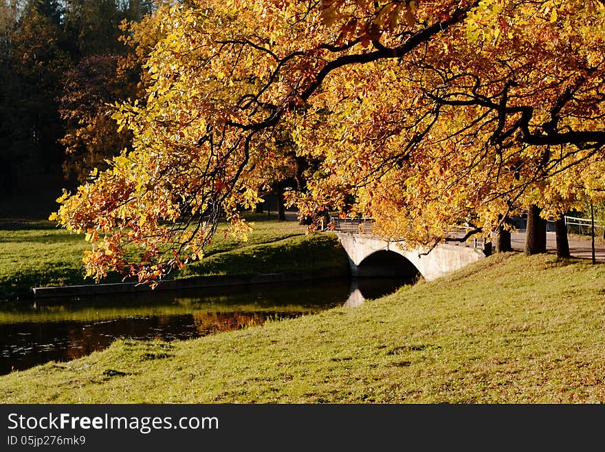 Autumn season and the leaves have turned yellow suddenly