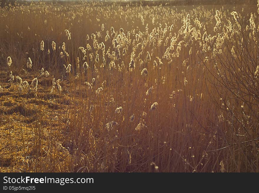 Last year's grass sways from a light spring breeze. Last year's grass sways from a light spring breeze