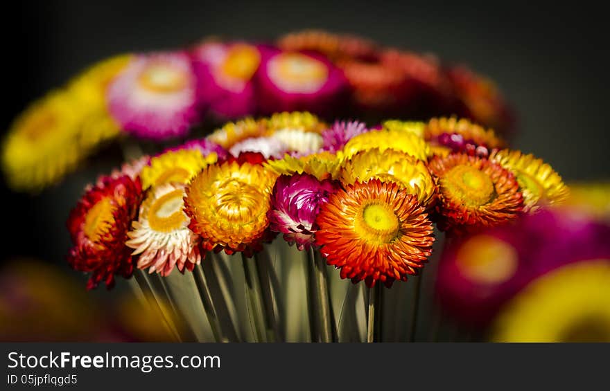 Straw flowers or everlasting background. Straw flowers or everlasting background