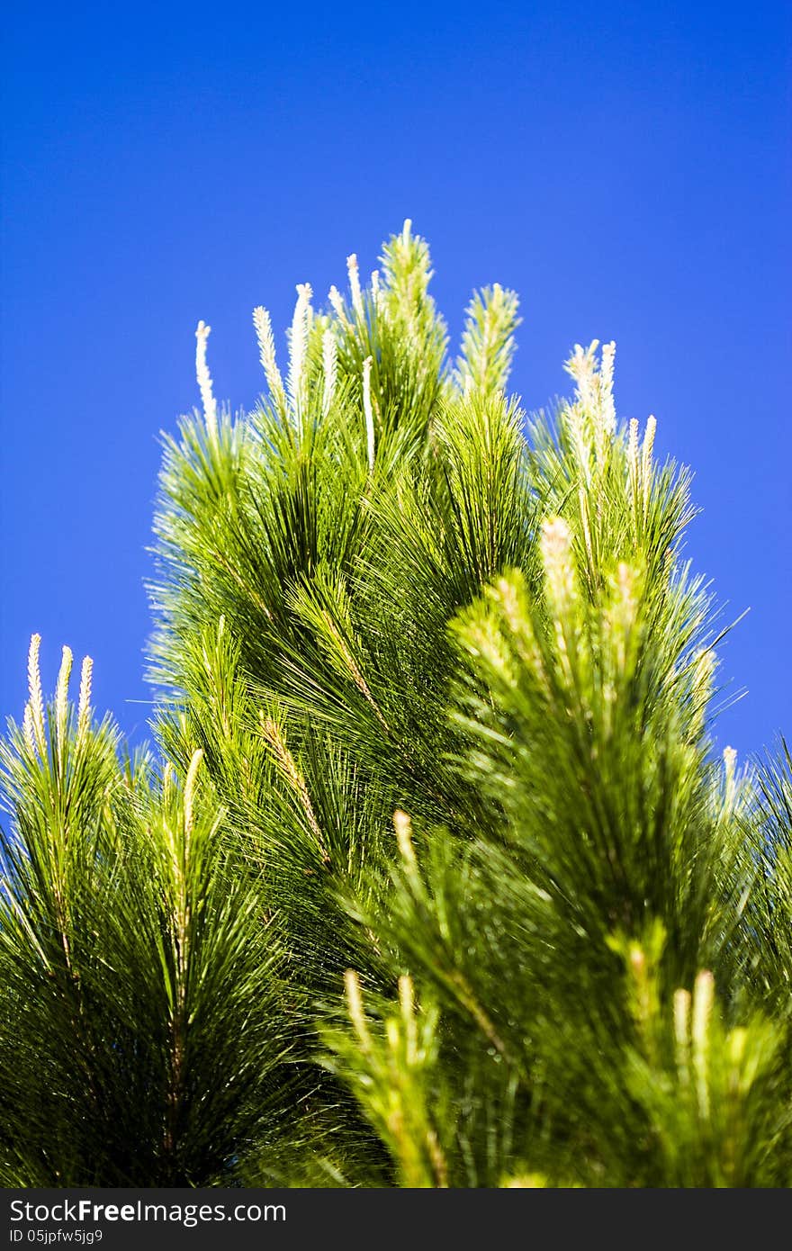 Pinus kesiya, one of gymnosperm plant. Pinus kesiya, one of gymnosperm plant.