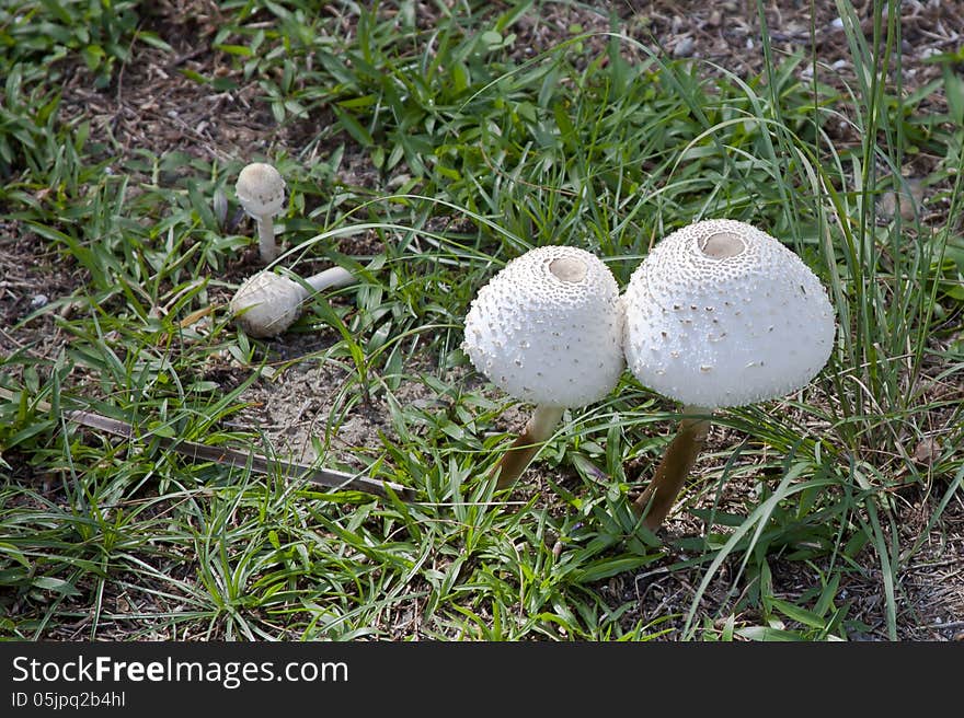 Puffball Mushrooms Of Borneo