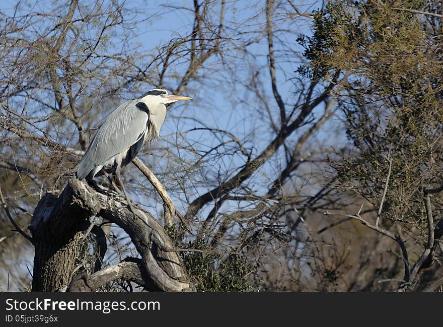 A grey heron perched on a tree. Photo taken in France.