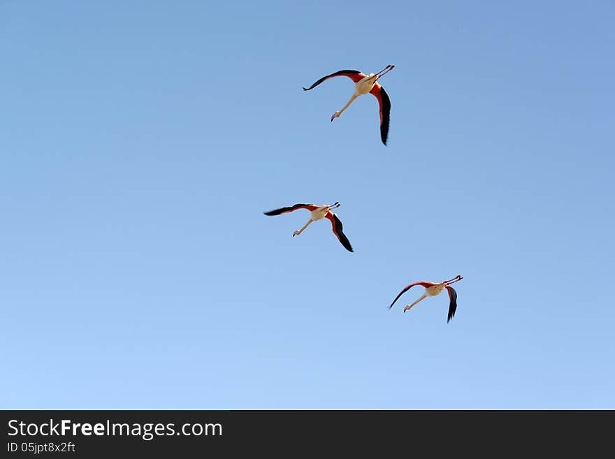 Greater flamingos in flight