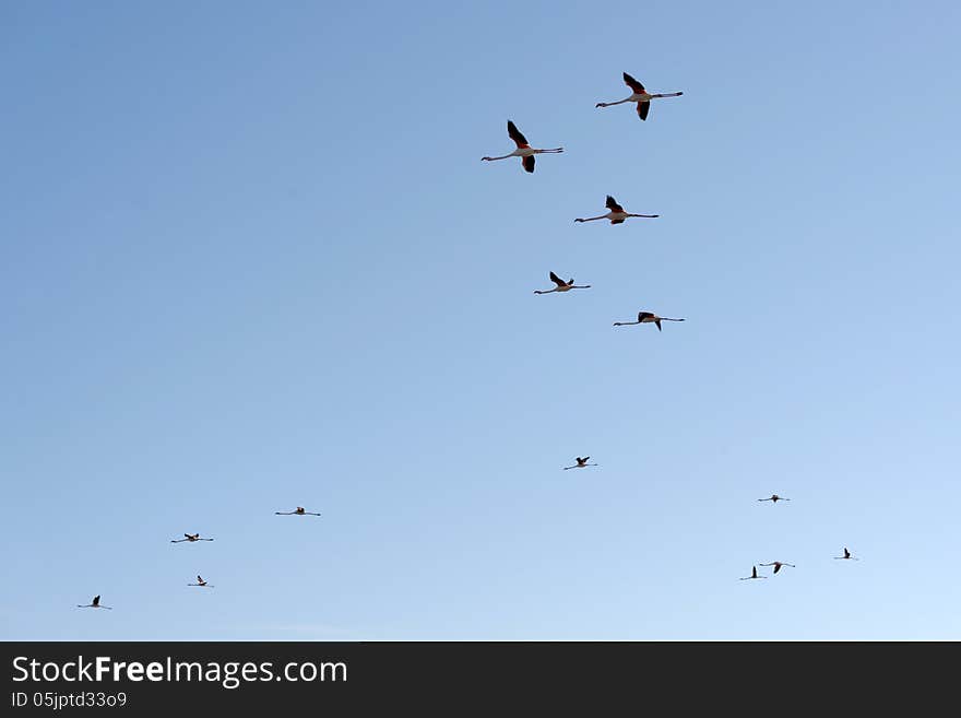 Greater flamingos in flight