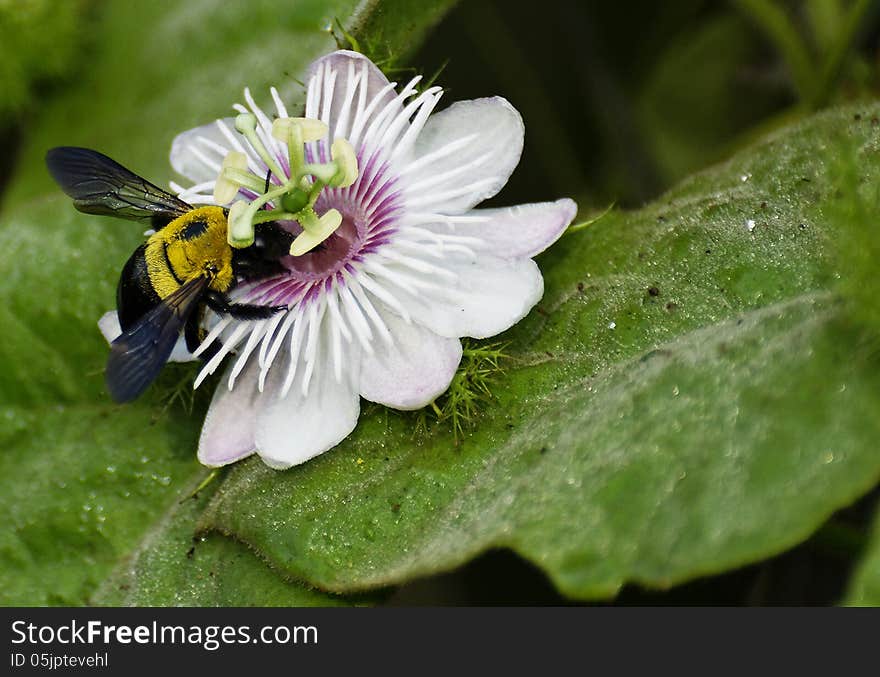 Hornet on a passion flower