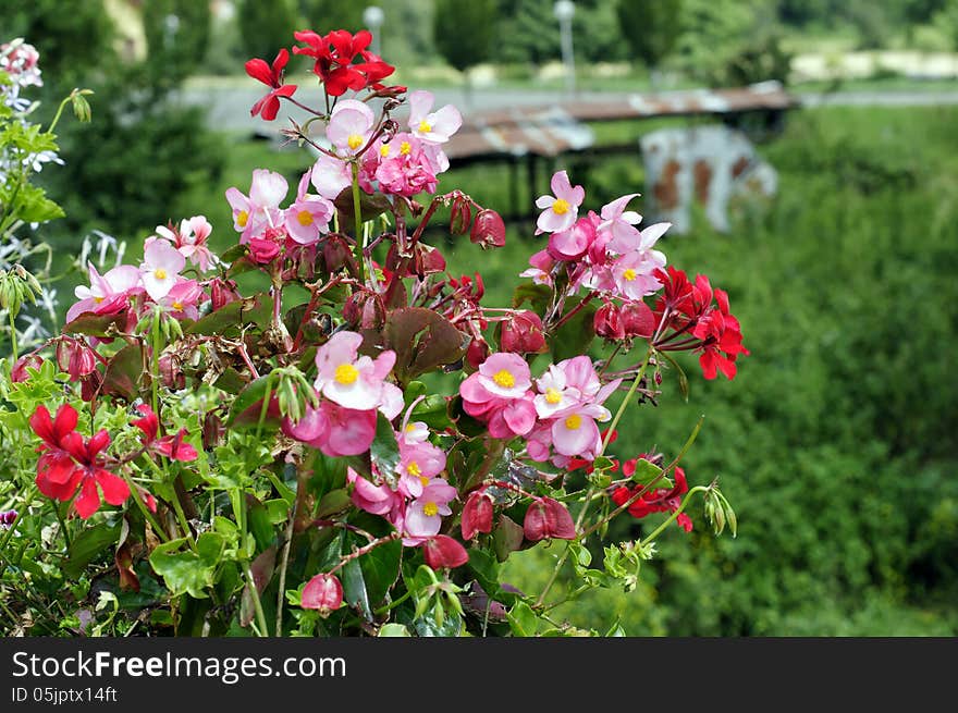 Colorful geraniums