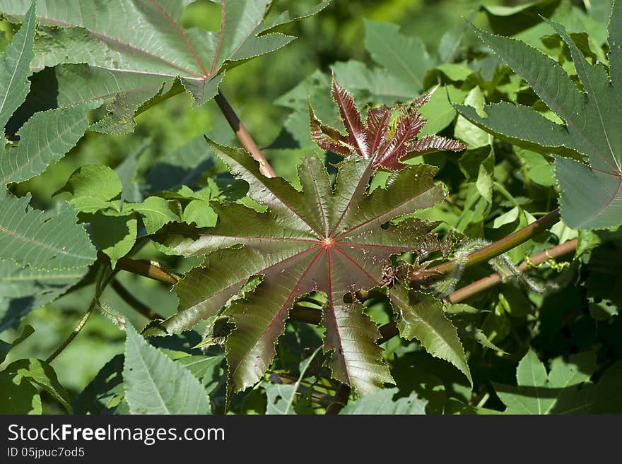 Leaves Of Castor Oil Plant