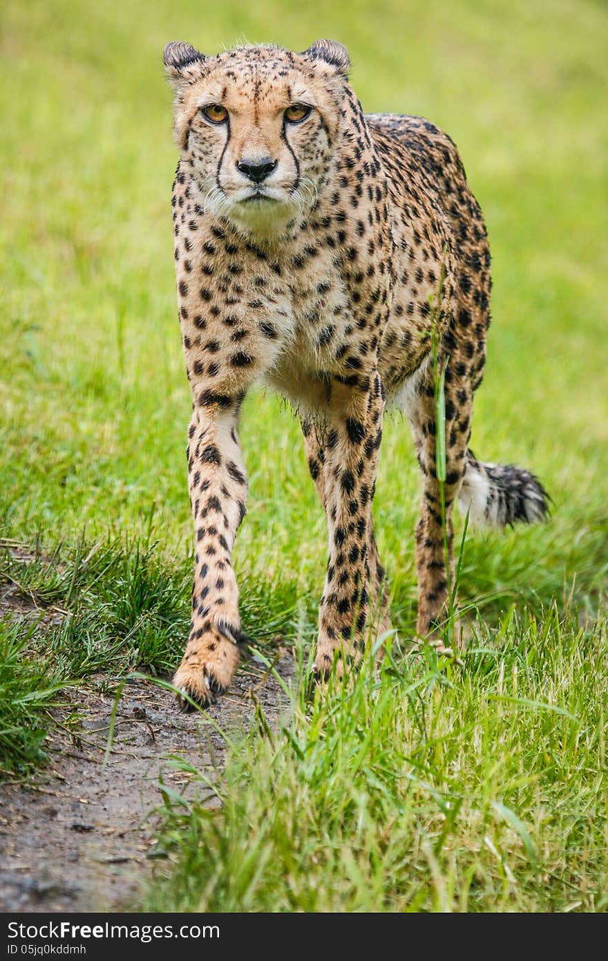 Cheetah