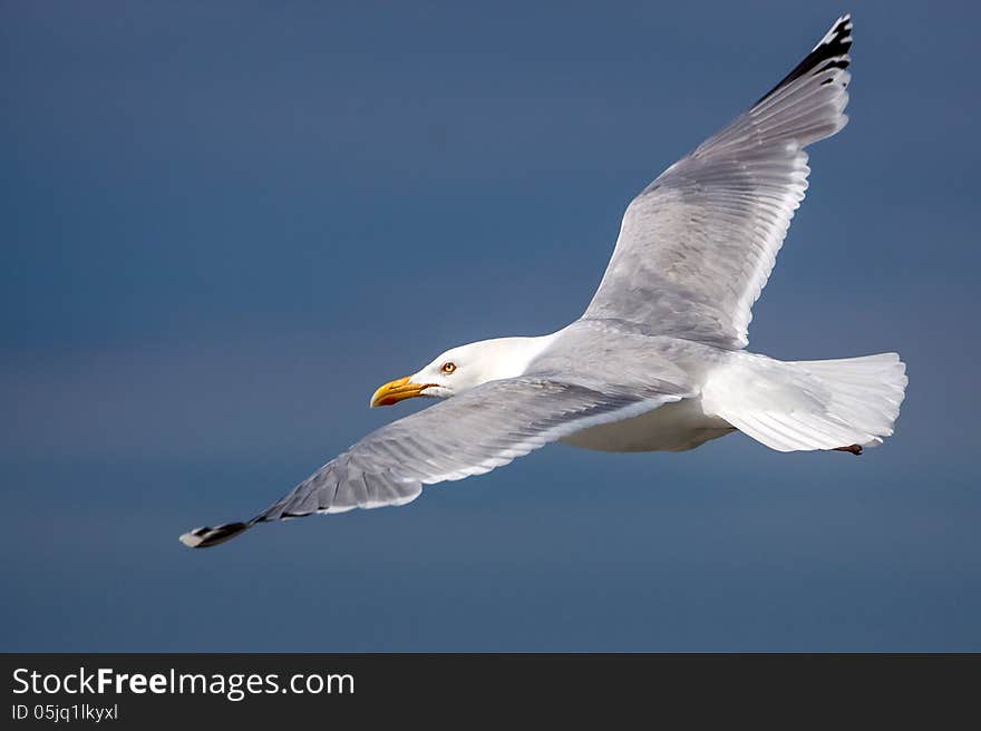 Black-headed Gull in flight over the sea. Black-headed Gull in flight over the sea