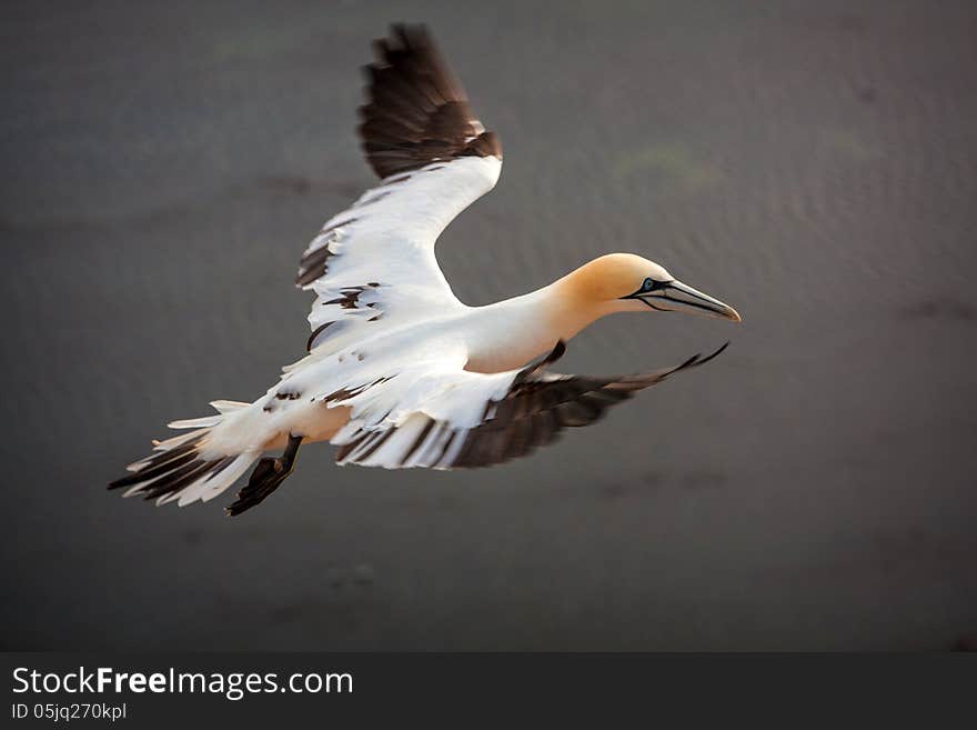 Gannet in flight over the sea. Gannet in flight over the sea