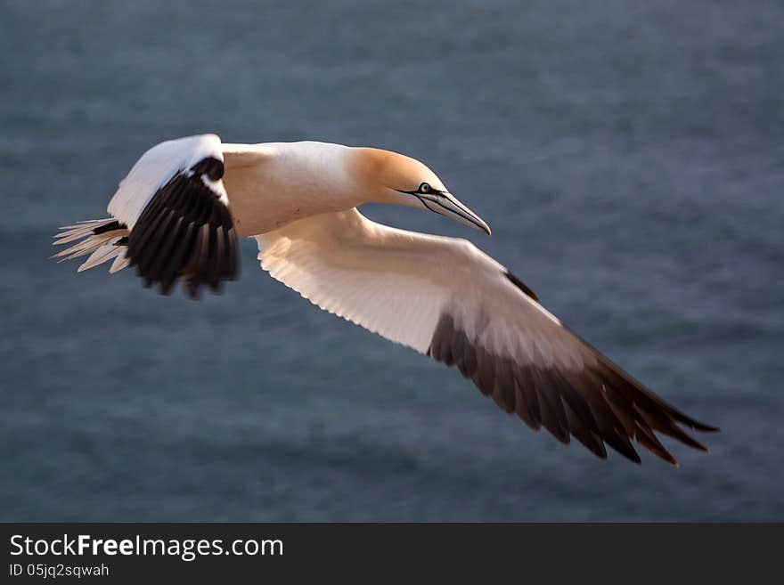 Gannet in flight over the sea. Gannet in flight over the sea