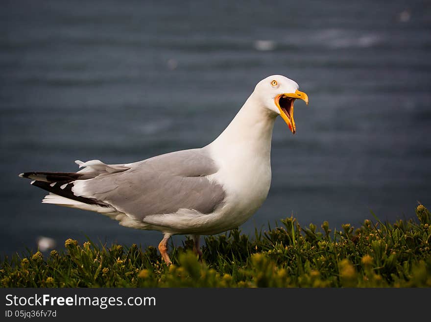 Black-headed Gull in flight over the sea. Black-headed Gull in flight over the sea