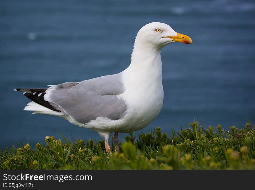 Black-headed Gull in flight over the sea. Black-headed Gull in flight over the sea