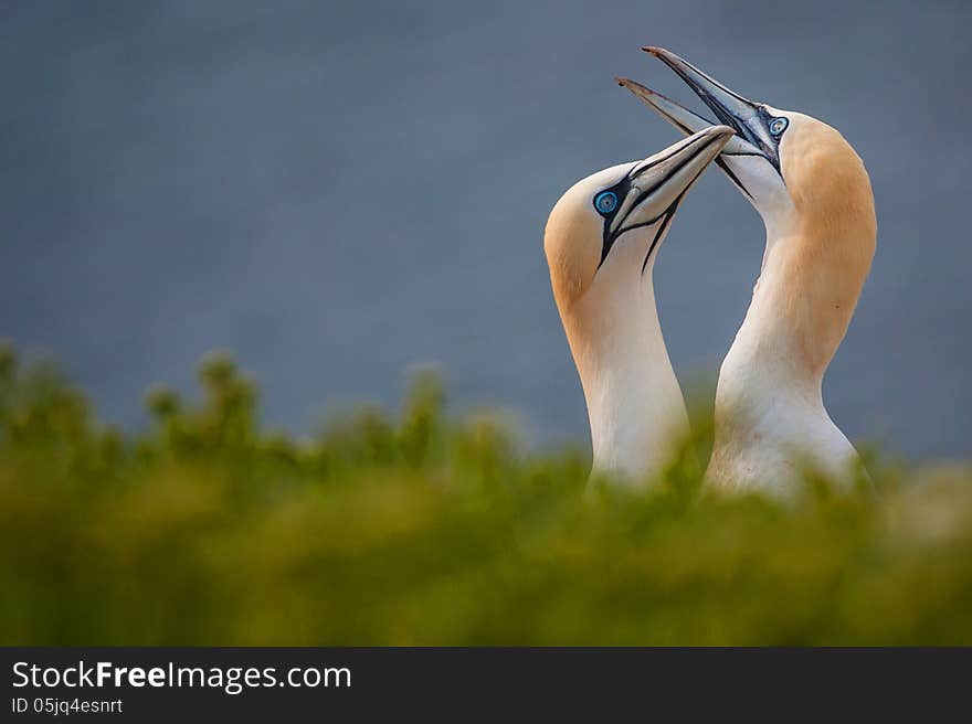 Two Gannets on a cliff by the sea. Two Gannets on a cliff by the sea