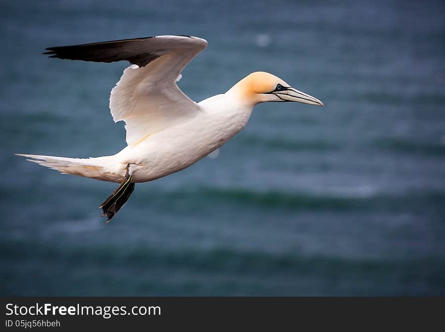 Gannet in flight over the sea. Gannet in flight over the sea