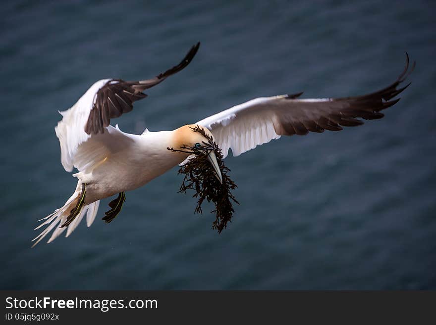 Gannet in flight over the sea. Gannet in flight over the sea