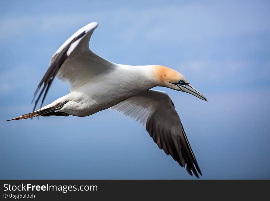 Gannet in flight over the sea. Gannet in flight over the sea