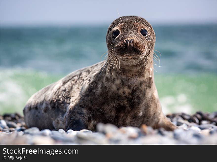 Seal Pups on pebbles by the sea