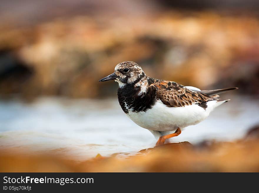 Ruddy Turnstone is a small bird at sea