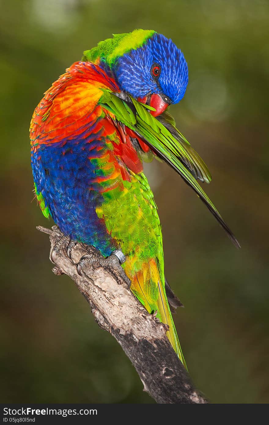 Lori lorikeet