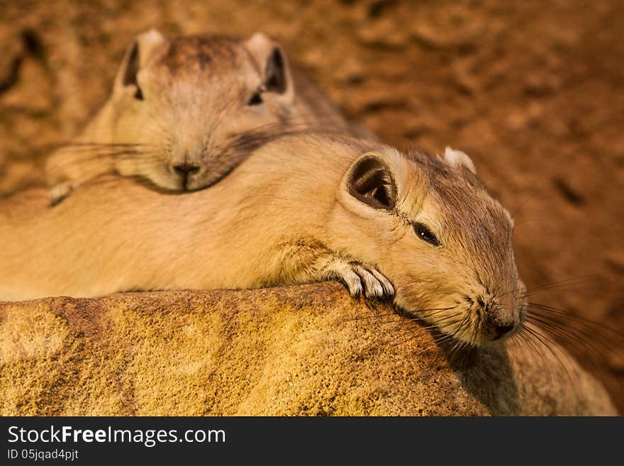 Guinea pig resting on a rock. Guinea pig resting on a rock