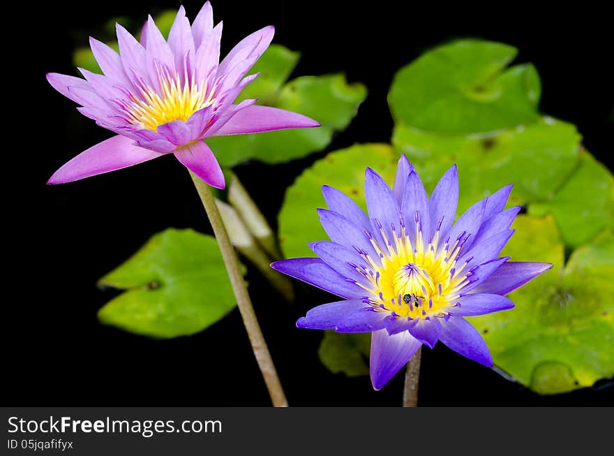 Lotus flower with bee and Lotus flower plants